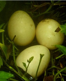 Dosya:Tavus yumurtası.png